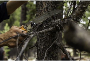 Pocketboy curve aktie